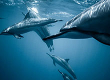 世界杯高清直播软件-恒大主帅谜团等待揭晓 卡帅回国谈判能否解危机？